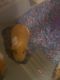Guinea Pig Rodents for sale in Houston, TX, USA. price: $90