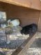 Guinea Pig Rodents for sale in Lehigh Acres, FL, USA. price: NA