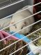 Guinea Pig Rodents for sale in Cheyenne, WY, USA. price: NA