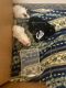 Guinea Pig Rodents for sale in Kent, OH, USA. price: NA