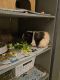 Guinea Pig Rodents for sale in Chesterfield, VA, USA. price: NA