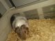 Guinea Pig Rodents for sale in 8839 Beckley View Ave, Dallas, TX 75232, USA. price: NA