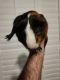 Guinea Pig Rodents for sale in Tarpon Springs, FL 34691, USA. price: NA
