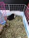Guinea Pig Rodents for sale in Bangor, PA 18013, USA. price: NA