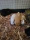 Guinea Pig Rodents for sale in Hanover, PA 17331, USA. price: $200