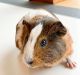 Guinea Pig Rodents for sale in Columbia, SC, USA. price: $100