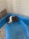 Guinea Pig Rodents for sale in Vancouver, WA, USA. price: $310