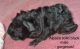 Guinea Pig Rodents for sale in Portsmouth, OH 45662, USA. price: NA