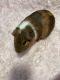 Guinea Pig Rodents for sale in Sanford, FL, USA. price: $10