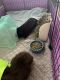 Guinea Pig Rodents for sale in Pomona, CA, USA. price: NA