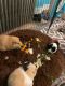 Guinea Pig Rodents for sale in Coopersburg, PA 18036, USA. price: NA