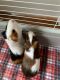 Guinea Pig Rodents for sale in Forest Hills, TN, USA. price: NA