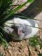 Guinea Pig Rodents for sale in 7390 Silver Leaf Way, Las Vegas, NV 89147, USA. price: NA