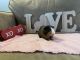 Guinea Pig Rodents for sale in Jensen, UT 84035, USA. price: $200
