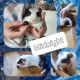 Guinea Pig Rodents for sale in Beaverton, OR 97007, USA. price: NA