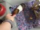 Guinea Pig Rodents for sale in Riverview, FL, USA. price: $200
