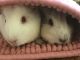 Guinea Pig Rodents for sale in Collingswood, NJ, USA. price: $50