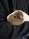 Guinea Pig Rodents for sale in Perkasie, PA 18944, USA. price: $50