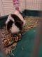 Guinea Pig Rodents for sale in Orlando, FL, USA. price: $60