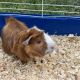 Guinea Pig Rodents for sale in Margate, FL, USA. price: $10