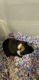 Guinea Pig Rodents for sale in 1121 Meadow Ln, Chester, PA 19013, USA. price: NA