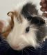Guinea Pig Rodents for sale in Schnecksville, PA 18078, USA. price: NA