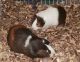 Guinea Pig Rodents for sale in Candler, NC 28715, USA. price: NA