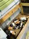 Guinea Pig Rodents for sale in Coconut Creek, FL, USA. price: NA