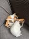 Guinea Pig Rodents for sale in Canton, MA, USA. price: NA