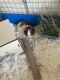 Guinea Pig Rodents for sale in Modesto, CA, USA. price: $50