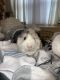 Guinea Pig Rodents for sale in Bronx, NY, USA. price: NA