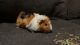 Guinea Pig Rodents for sale in Yulee, FL, USA. price: NA