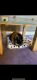 Guinea Pig Rodents for sale in Monett, MO, USA. price: NA