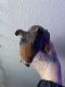 Guinea Pig Rodents for sale in North Las Vegas, NV, USA. price: $200