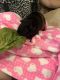 Guinea Pig Rodents for sale in Solvang, CA 93463, USA. price: $25