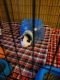 Guinea Pig Rodents for sale in Ironton, PA 18037, USA. price: NA