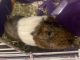 Guinea Pig Rodents for sale in Hiawatha, KS 66434, USA. price: $10