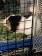 Guinea Pig Rodents for sale in Walden, NY 12586, USA. price: $25