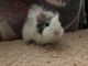Guinea Pig Rodents for sale in Salem, MA, USA. price: $50