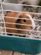 Guinea Pig Rodents for sale in Henderson, NV 89074, USA. price: $50