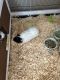 Guinea Pig Rodents for sale in Branson, MO 65616, USA. price: $100