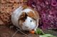 Guinea Pig Rodents for sale in Fleetwood, PA 19522, USA. price: NA