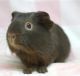 Guinea Pig Rodents for sale in Abilene, KS 67410, USA. price: $50