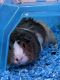 Guinea Pig Rodents for sale in Haines City, FL, USA. price: $40