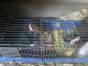 Guinea Pig Rodents for sale in Lowell, MA, USA. price: $100