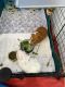 Guinea Pig Rodents for sale in West Los Angeles, California. price: NA