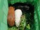Guinea Pig Rodents for sale in Shoalhaven Region, New South Wales. price: $10