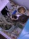 Guinea Pig Rodents for sale in Texas City, Texas. price: $75
