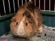Guinea Pig Rodents for sale in Mississauga, Ontario. price: $40