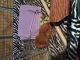 Guinea Pig Rodents for sale in Meriden, CT, USA. price: NA